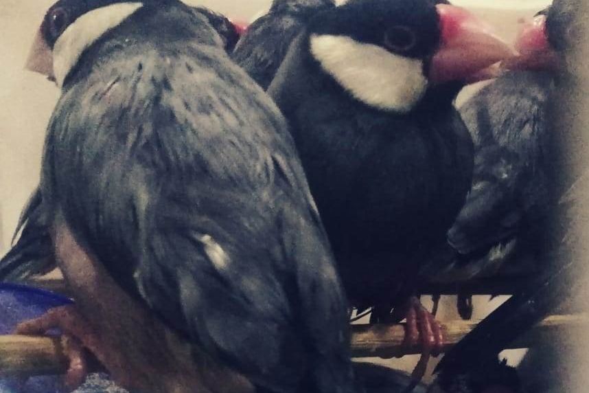 Petugas Gagalkan Penyelundupan Ratusan Burung dari Makassar ke Surabaya