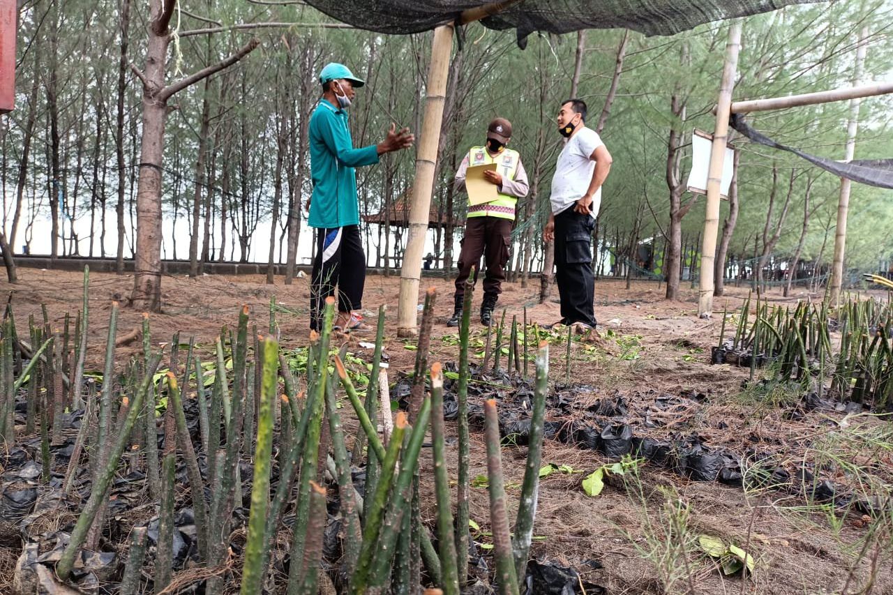 Polisi Selidiki Perusakan Bibit Mangrove di Pantai Duta Probolinggo