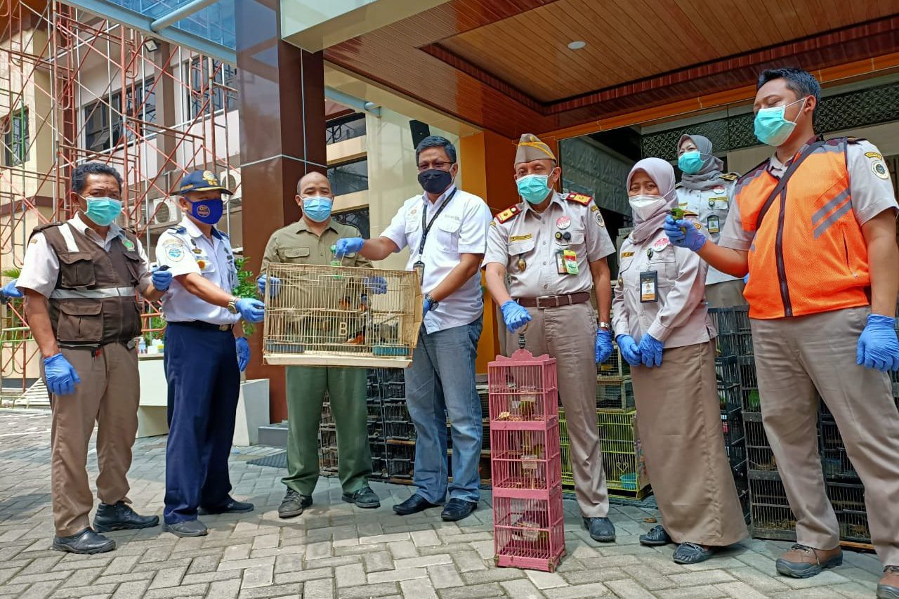 Balai Karantina Pertanian Surabaya Amankan Ratusan Burung Murai Batu dan Cucak Hijau