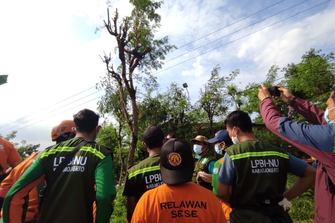 Potong Daun untuk Pakan Ternak, Petani Tewas Tersengat Listrik Tegangan Tinggi