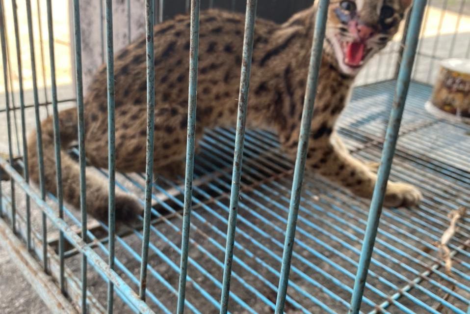 Temukan Kucing Hutan, Wakil Ketua DPRD Jember akan Serahkan ke BKSDA