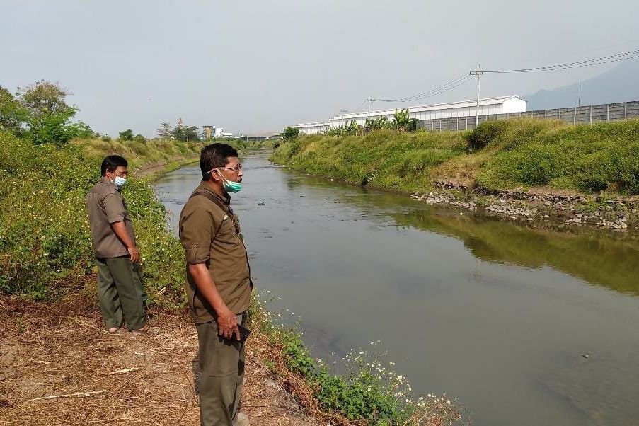 Diduga Sungai Tercemar, Buaya Muncul di Permukaan Sungai Sadar Mojokerto
