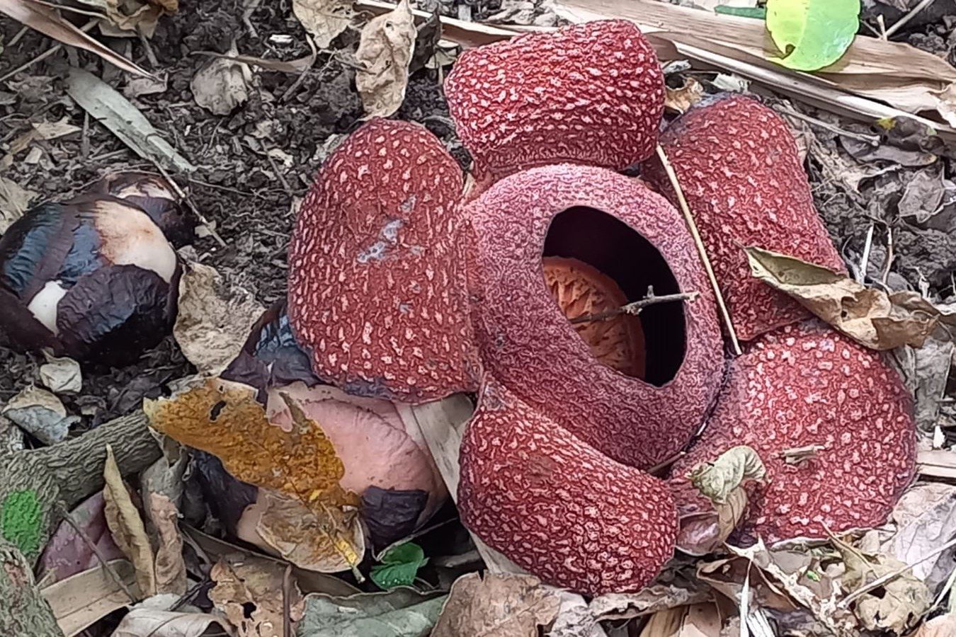 Warga Tepi Hutan KPH Banyuwangi Utara Temukan Bunga Rafflesia