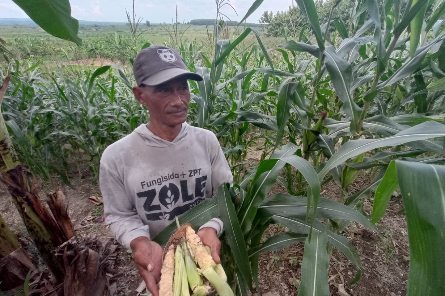 Petani Mojokerto Jaga Tanaman Jagung dari Serangan Ratusan Ekor Monyet