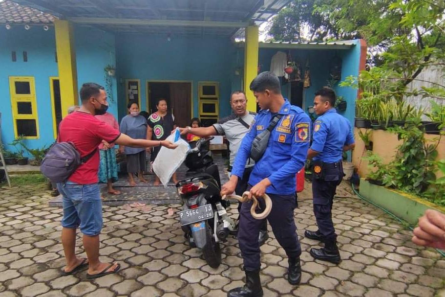 Tiga Warga Jember Kena Semburan Bisa Ular Cobra