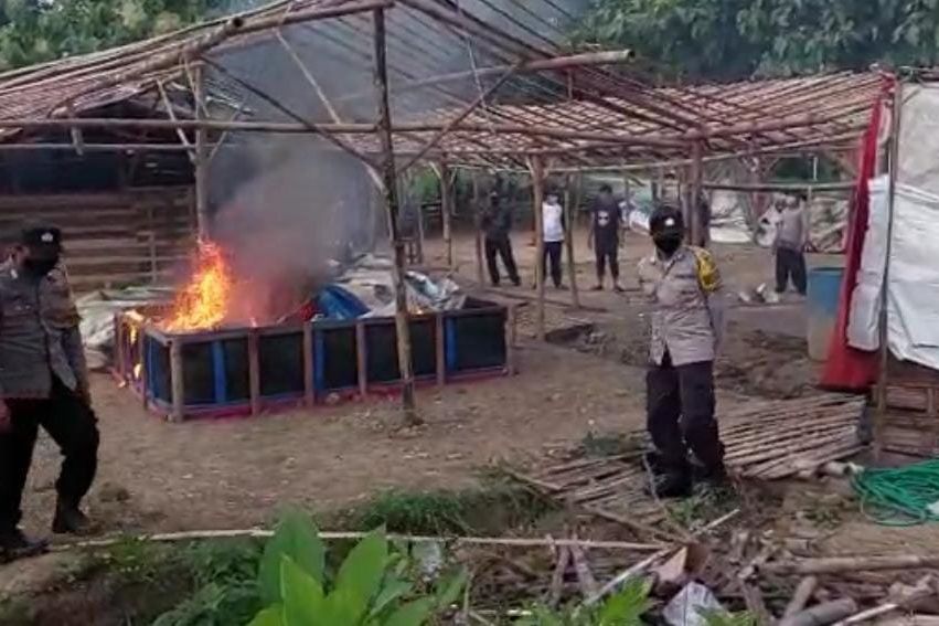 Dilaporkan Kapolda, Judi Sabung Ayam di Mojokerto Sepi saat Digerebek