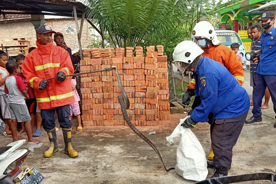 Tim Damkar Mojokerto Evakuasi Ular Cobra Sepanjang 2 Meter  