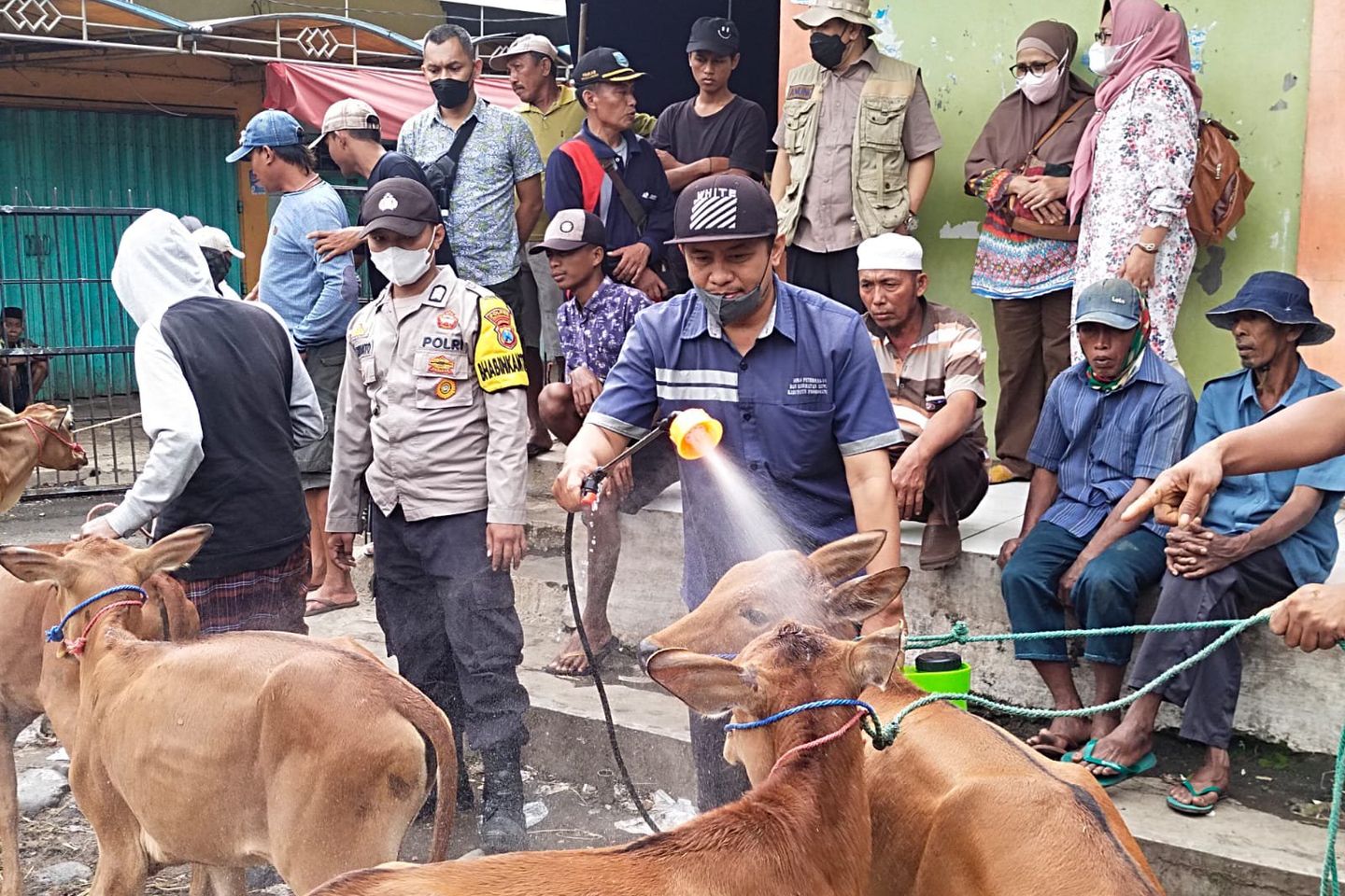 Batasi Meluasnya Wabah PMK, Distribusi Sapi di Probolinggo Diperketat
