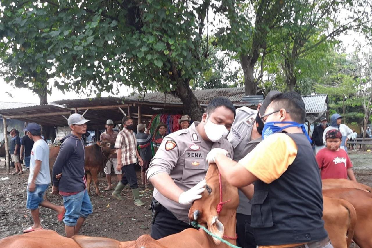 Dispertan Probolinggo Imbau Masyarakat Laporkan Hewan Terindikasi PMK
