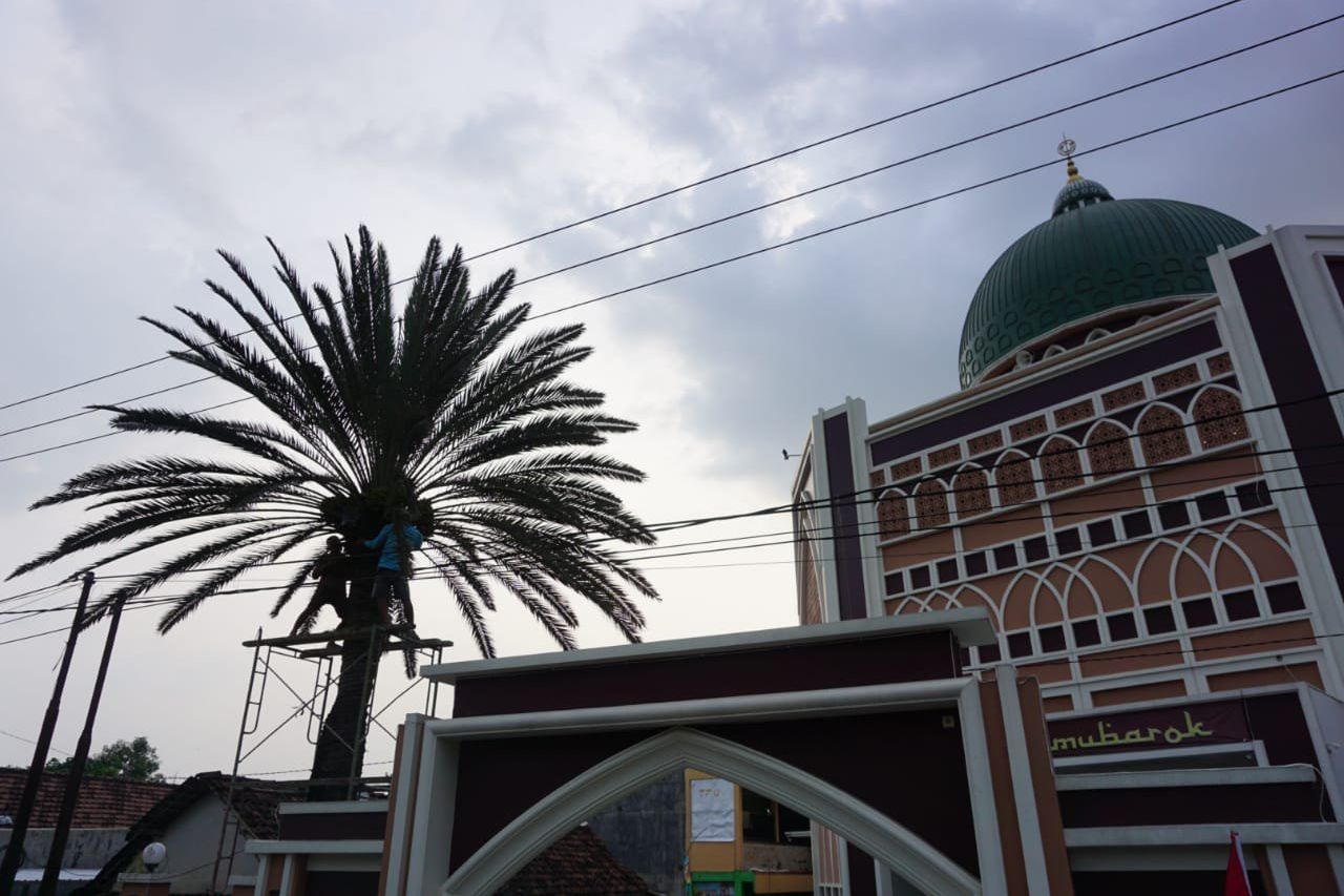 Dipercaya Bawa Berkah Hamil, Buah Pohon Kurma di Masjid Al Mubarok Diburu Pasutri