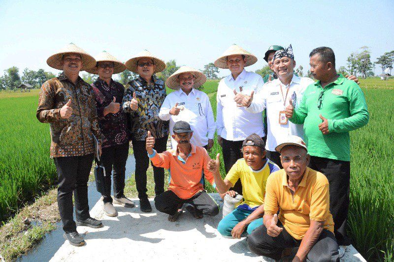 <strong>Pemkab Situbondo Siap Berikan Bibit Padi Unggul BK 01 dan 02 Agritan, Gratis! </strong>