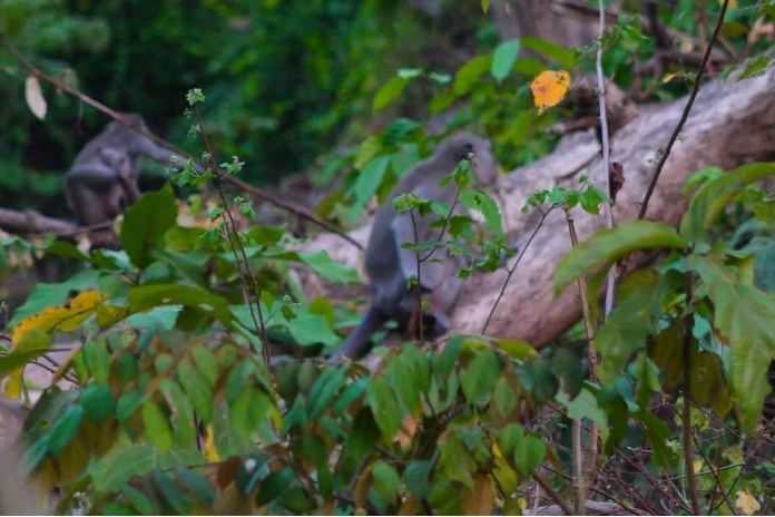Kemarau Panjang, Kawanan Kera Turun Gunung Kelaparan  