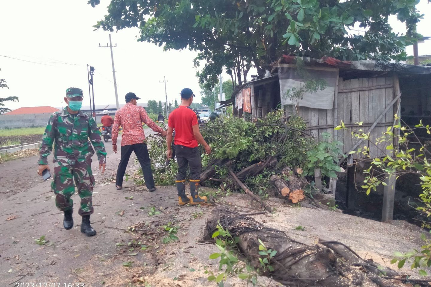 Hujan dan Angin Kencang di Mojokerto, Dua Pohon Besar Tumbang