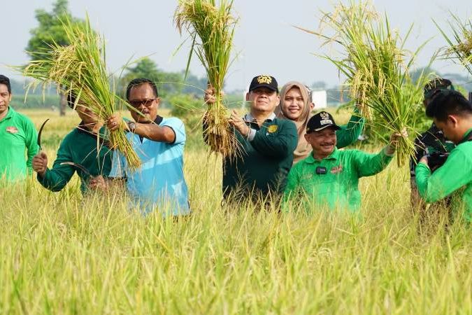 Bibit Padi Masa Depan, Bupati Situbondo Panen Bibit Padi BK 01 dan 02 Agritan