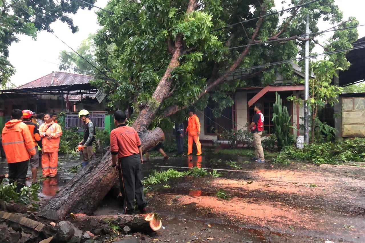 Hujan dan Angin Kencang, Tiga Pohon Tumbang di Mojokerto
