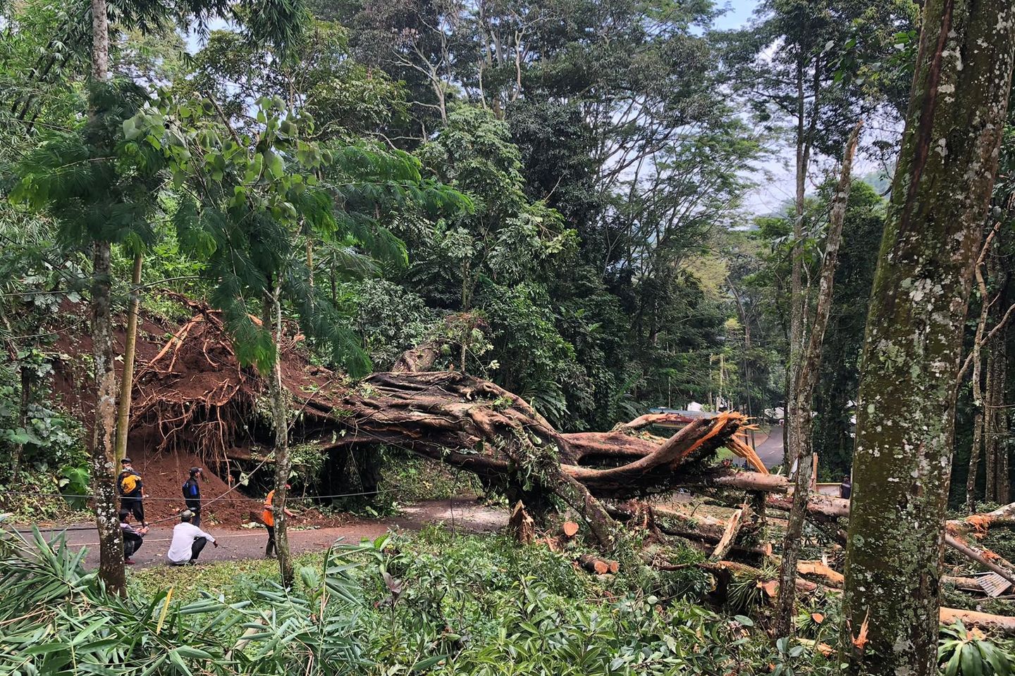 Pohon Berdiameter 5 Meter Tumbang di Trawas, Akses Wisata Sempat Tertutup