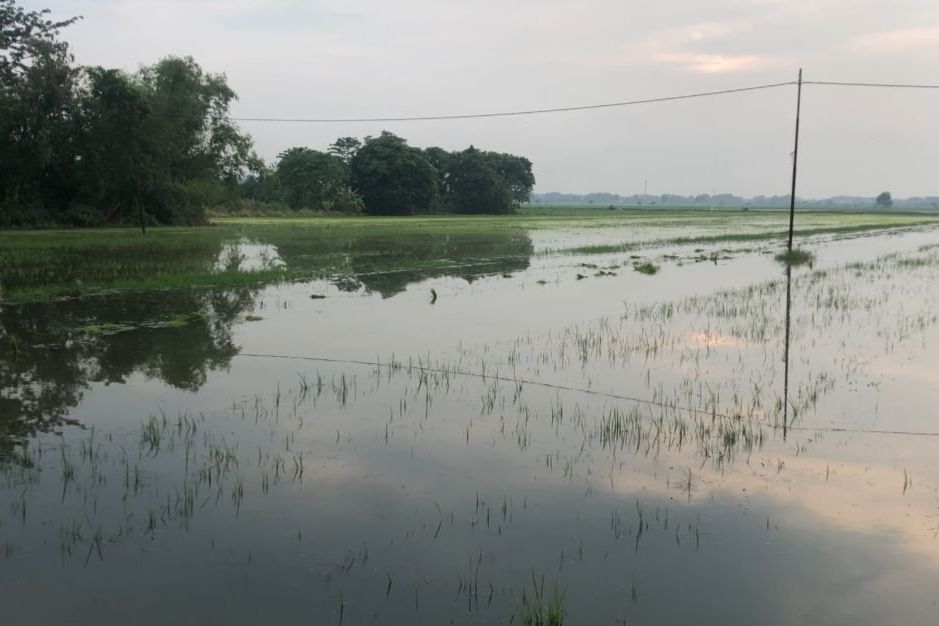 Hujan Lebat, Puluhan Hektar Sawah di Mojokerto Terendam Banjir
