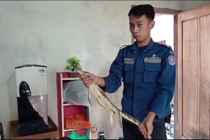 Usai Berlebaran, Keluaga Ini “Disambut” Biawak di Atap Kamar