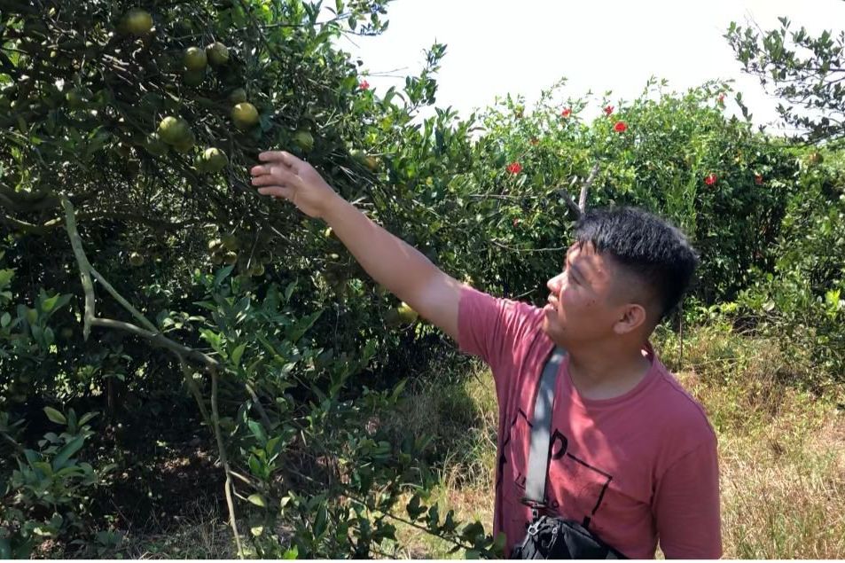 Sensasi Petik dan Makan Jeruk di Kebun Jeruk Tangunan Mojokerto