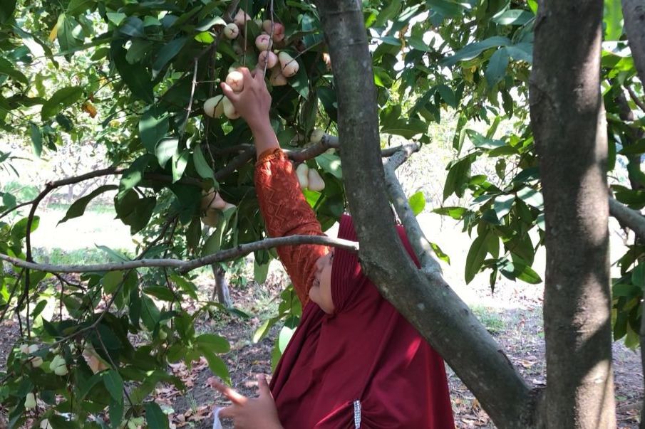 Wisata Petik Jambu Air di Mojokerto, Bisa Makan Sepuasnya dan Gratis Tanpa Tiket