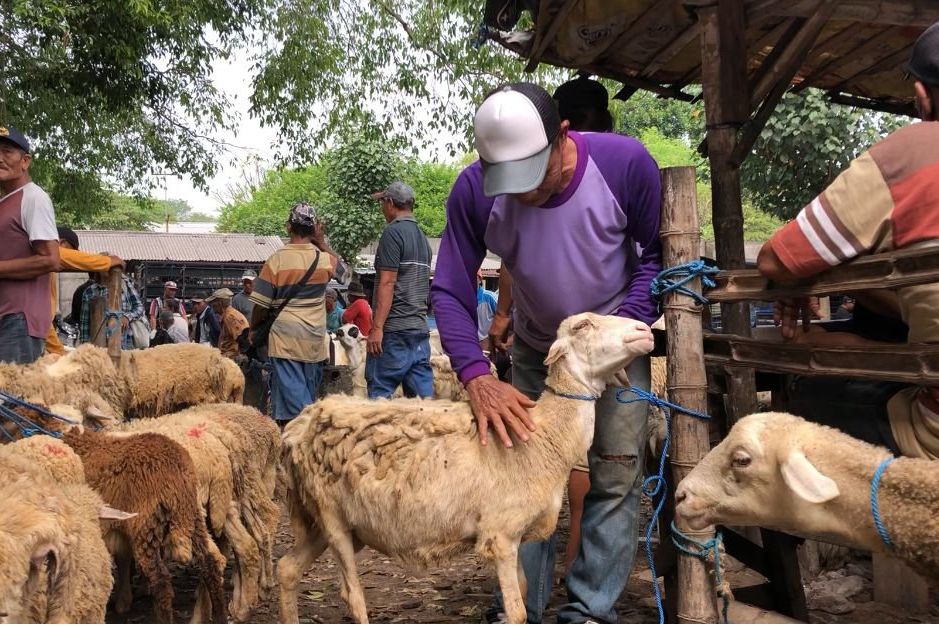 Menjelang Idul Adha, Jasa Salon Kambing di Pasar Hewan Mojokerto Laris