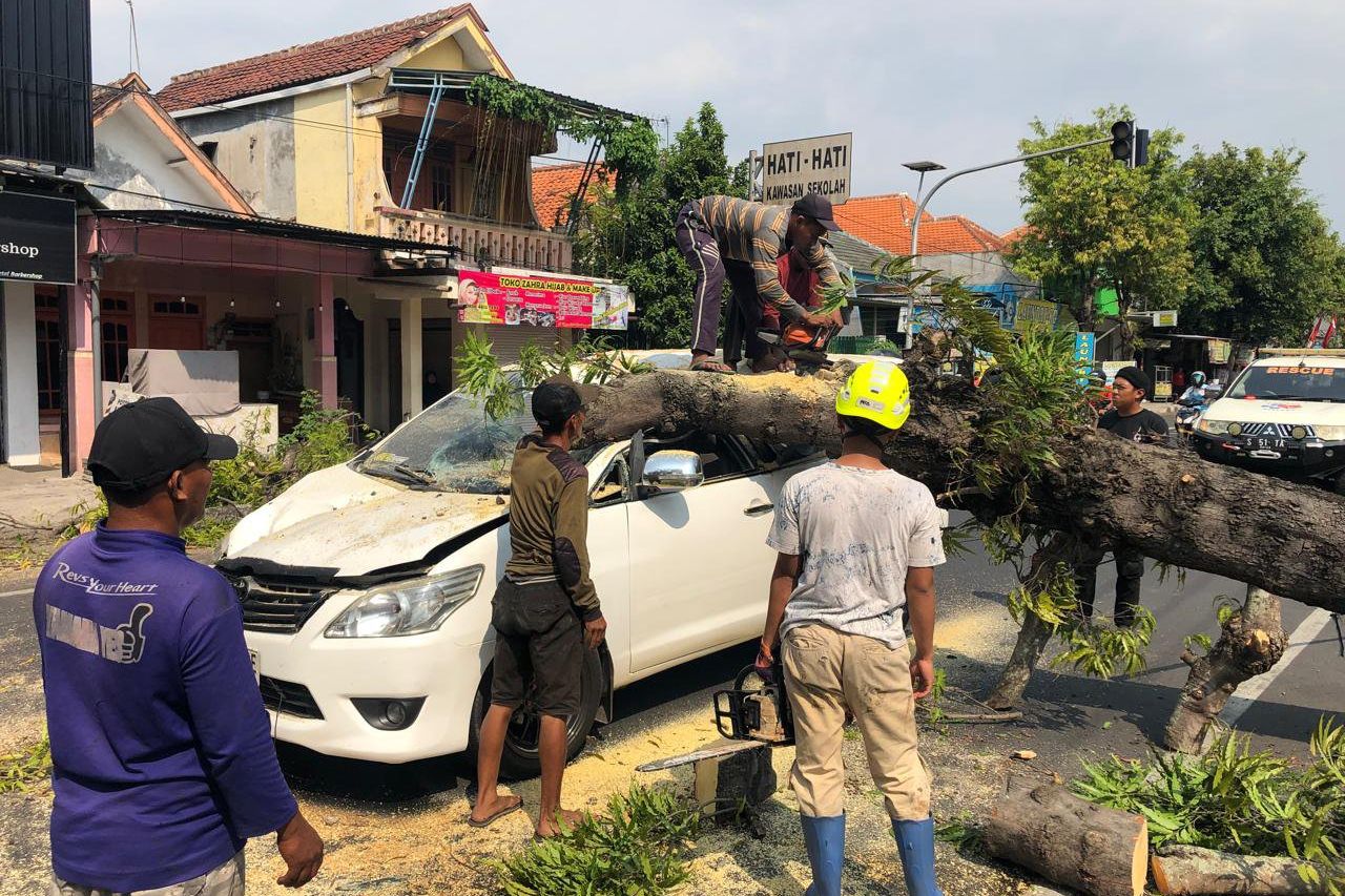 Pohon Besar Timpa Mobil di Mojokerto, Sopir Selamat