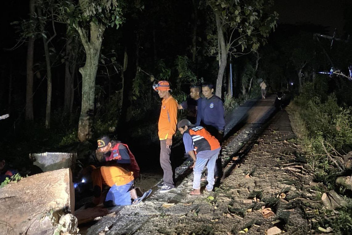 Sempat Tutup Akses Jalan Antardesa, Pohon Tumbang di Trawas Berhasil Dievakuasi