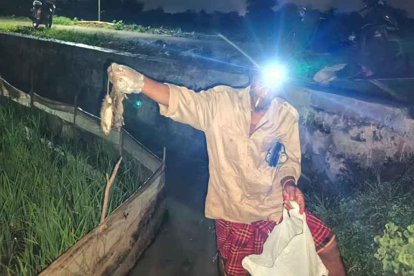Festival Gropyokan, Cara Unik Petani di Gresik Basmi Hama Tikus di Sawah