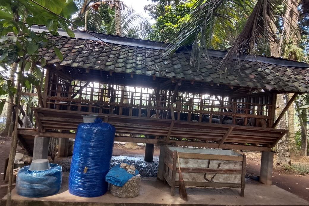 Marak Pencurian Kambing Menjelang Iduladha, Empat Kambing Raib di Desa Temuasri Banyuwangi