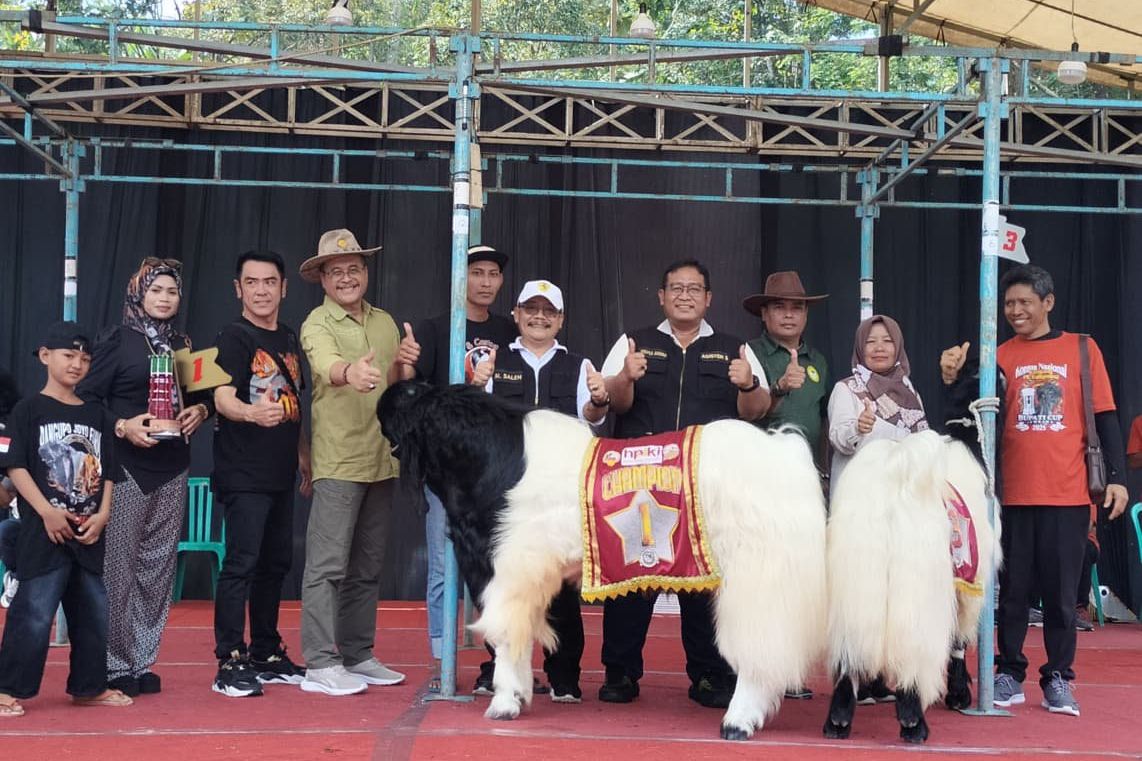 Jombang Melestarikan Kambing PE Kaligesing Melalui Kontes
