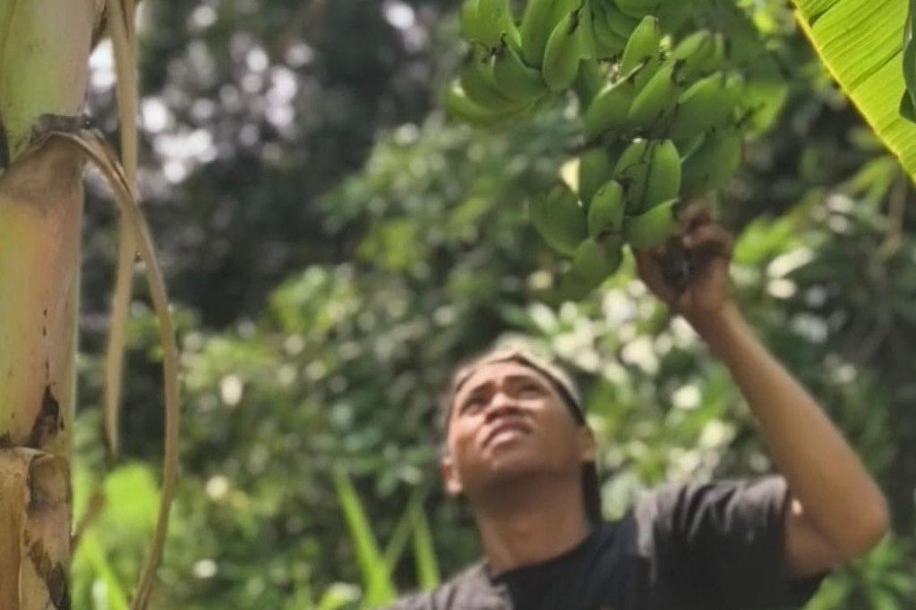 Sukses Budidayakan Pisang, Pemuda Mojokerto Ini Raup Omzet Jutaan Rupiah per Bulan