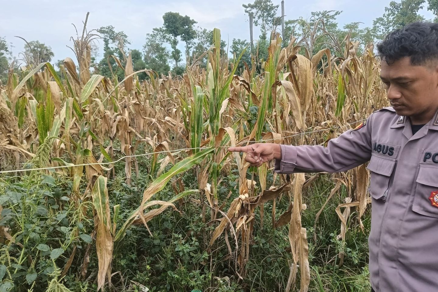 Hendak Panen Jagung, Buruh Tani Tewas Tersengat Listrik Lampu Penerangan Jalan