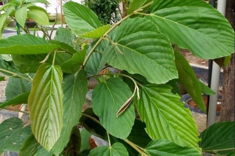Dosen Unair Temukan Zat Ankikanker di Daun Apa-Apa