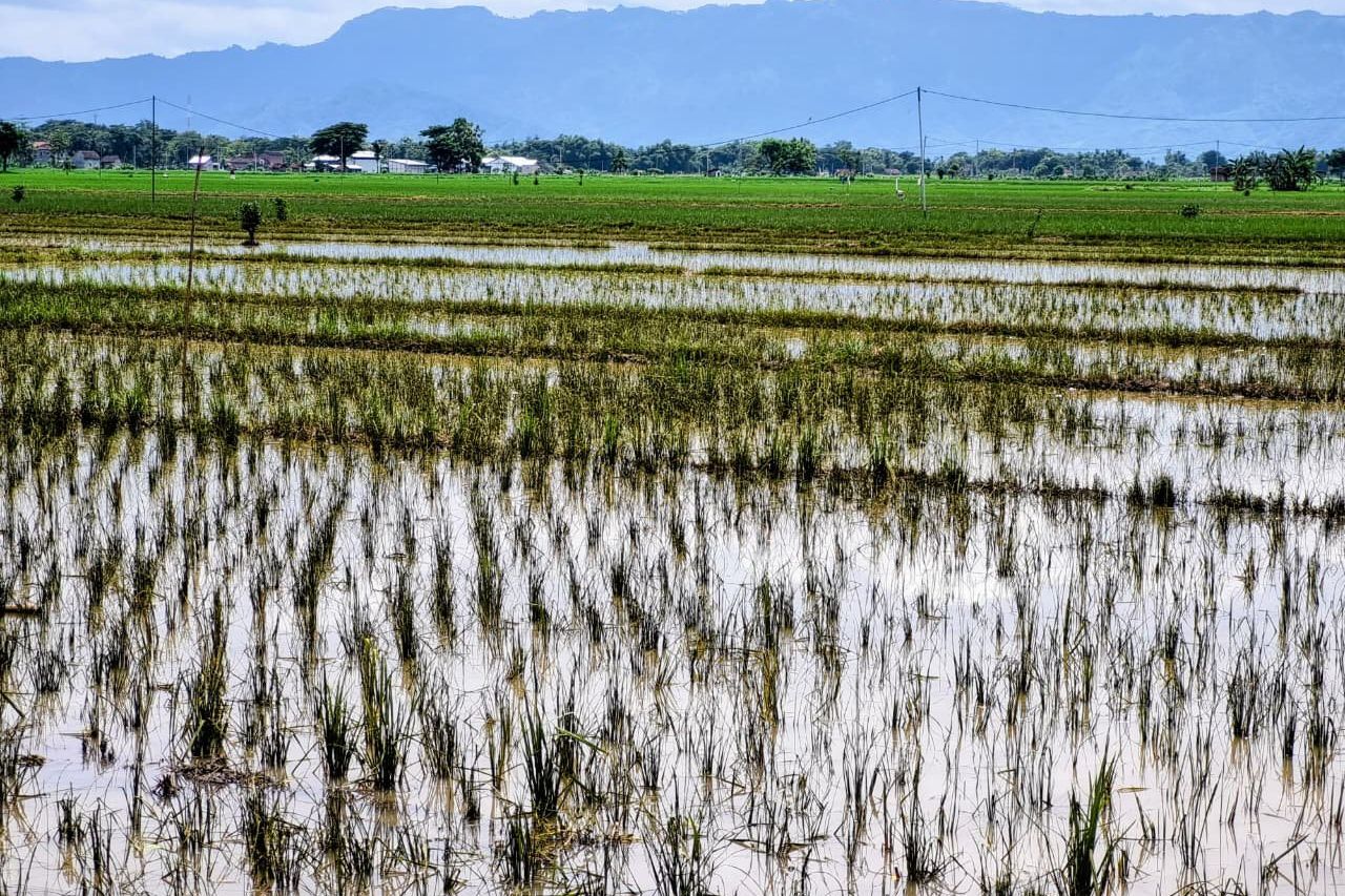 Sawah Terancam Gagal Panen Akibat Banjir, Ini Antisipasi Pemkab Ponorogo