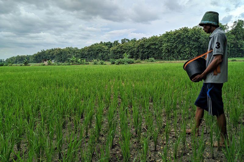 Jatah Pupuk Bersubsidi di Ponorogo Tahun 2021 Berkurang