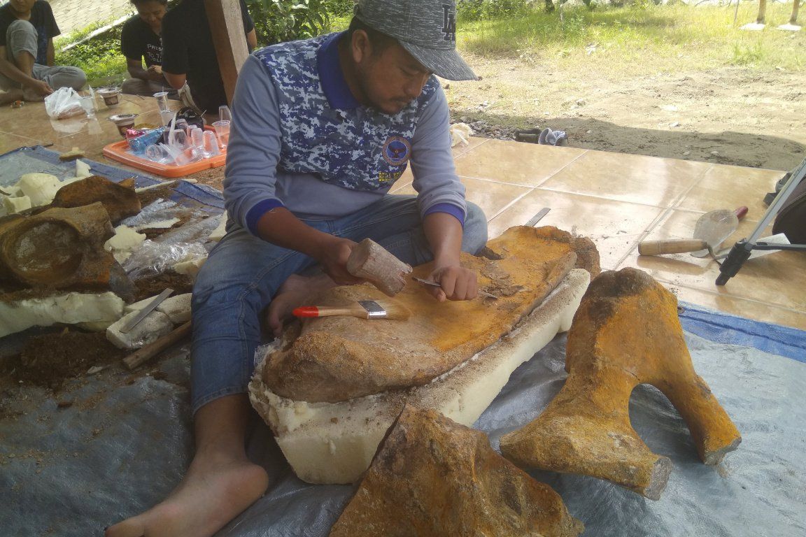 Fosil Pantat Gajah Purba di Madiun Direkonstruksi