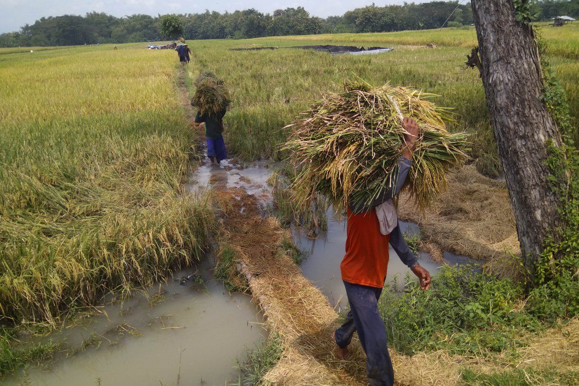 Ratusan Hektar Sawah Terendam Banjir, Kualitas Padi di Madiun Diprediksi Menurun