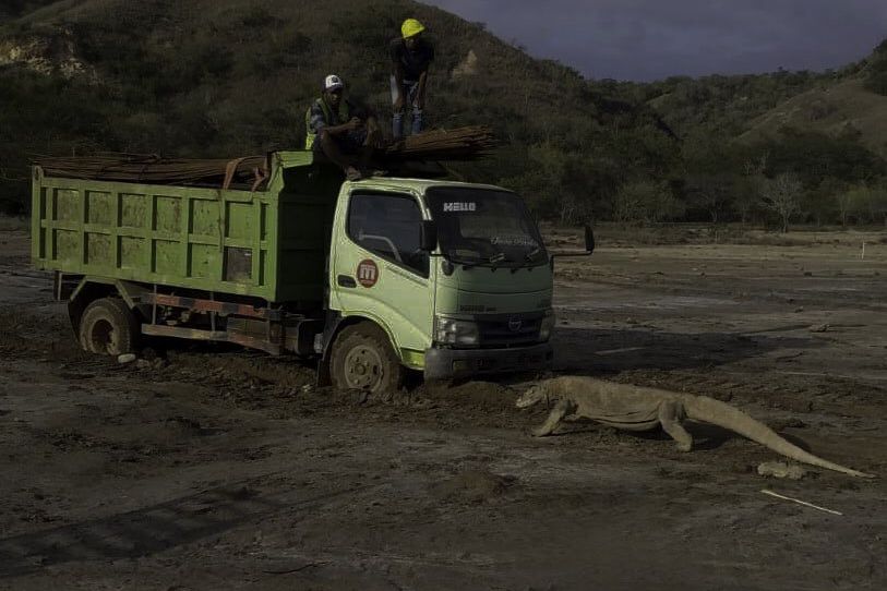 Komisi IV DPR Dukung Pembangunan “Jurassic Park” di Pulau Rinca, Yakin Komodo Tak Terganggu