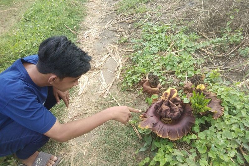 Heboh Puluhan Bunga Bangkai di Mojokerto, Tak Termasuk Jenis yang Dilindungi