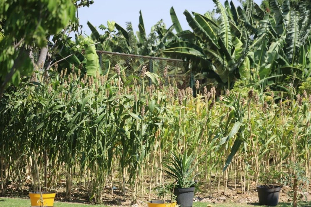 Kawasan Tahura Lempung Diresmikan Jadi Tempat Pelestarian Alam, Tumbuhan dan Ternak