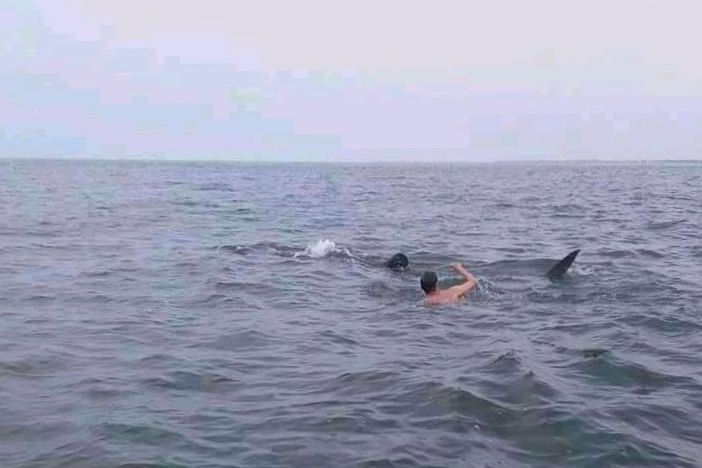 Kawanan Hiu Tutul Mulai Muncul ke Permukaan Laut Pantai Bentar Probolinggo