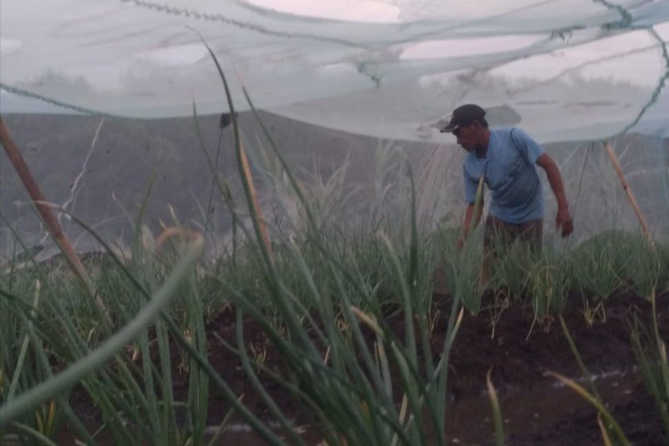 Dipengaruhi Cuaca dan Panen Raya, Harga Bawang Merah Merosot