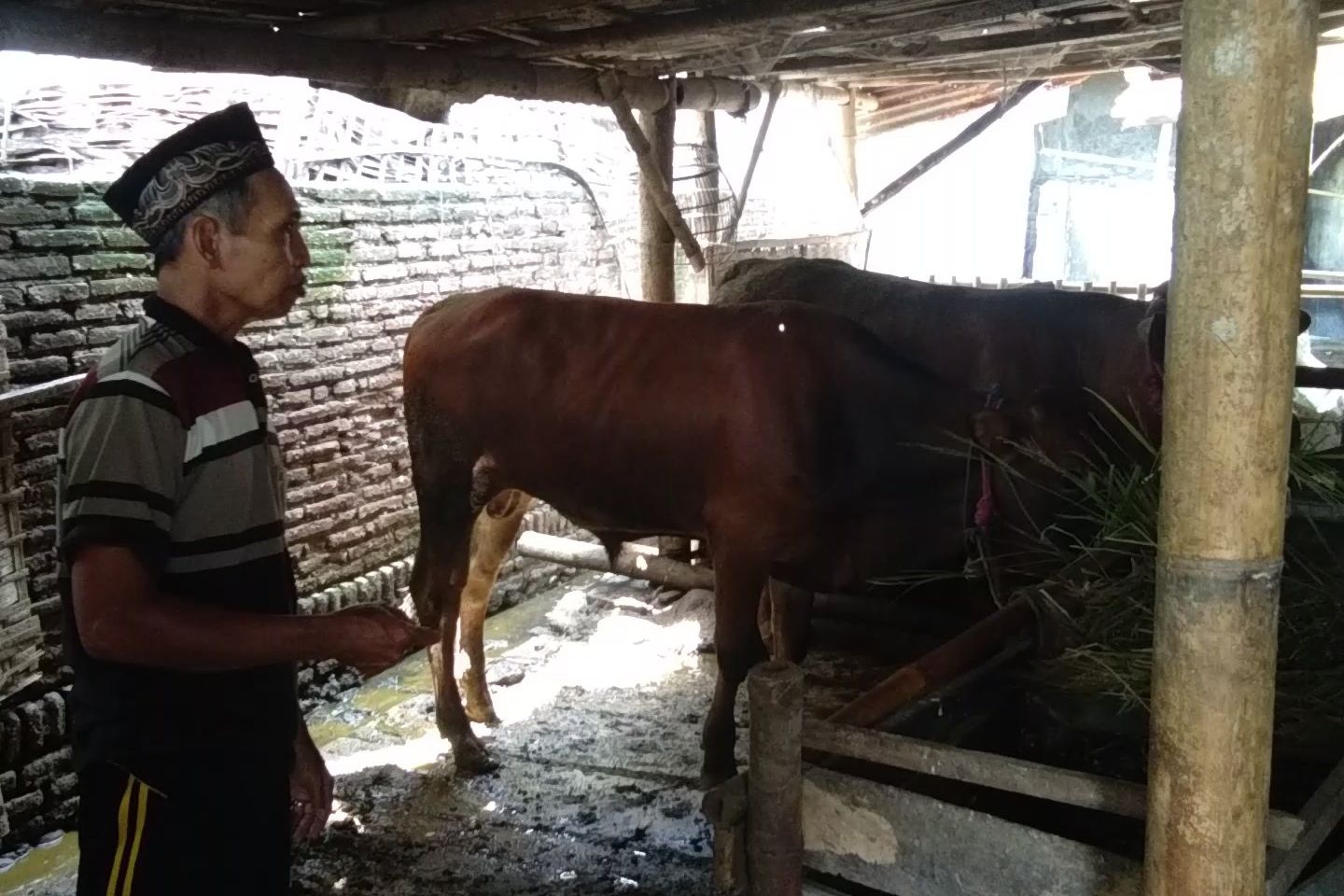 Pencurian Sapi Kembali Terjadi di Probolinggo