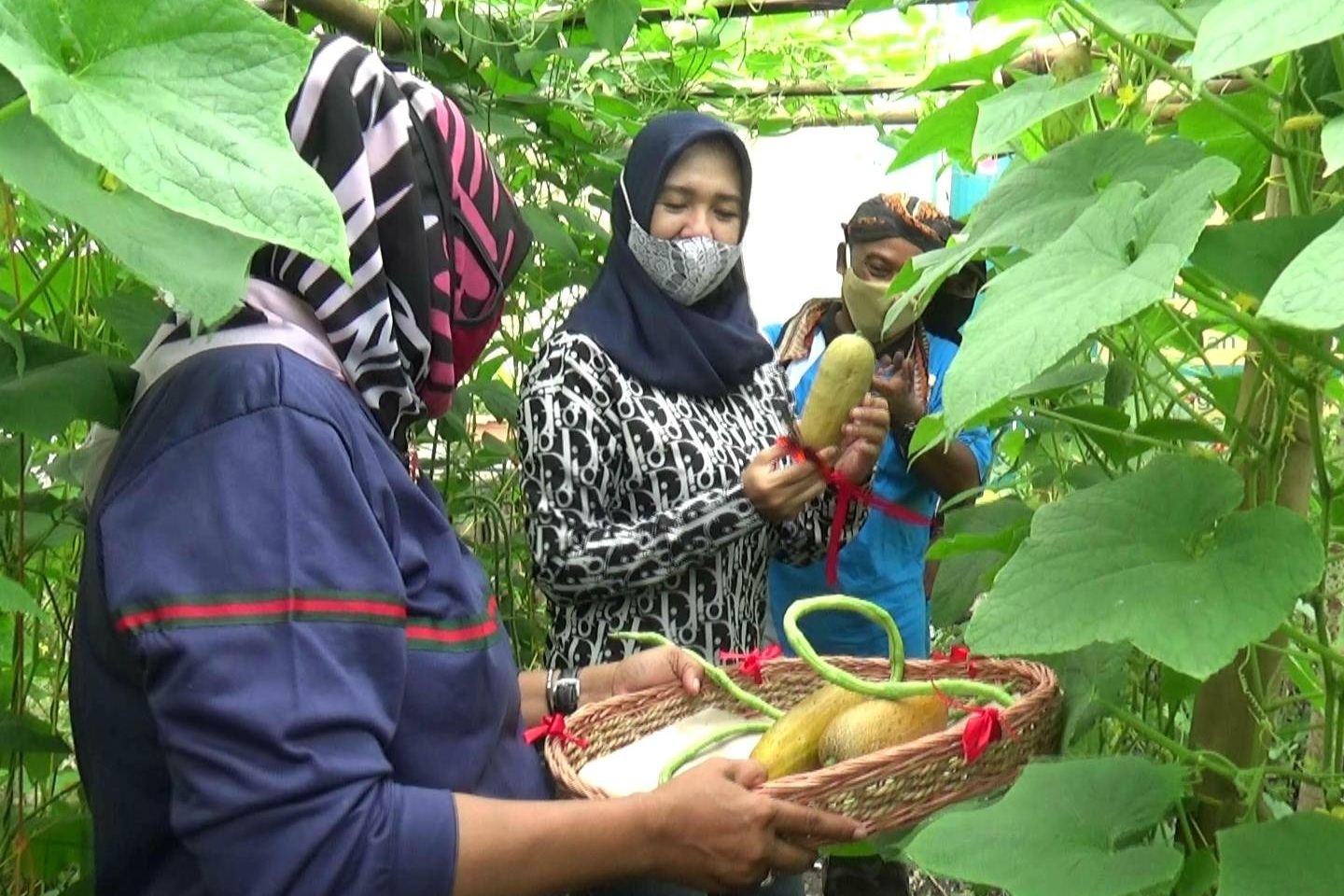 Kampung SAY, Penuhi Kebutuhan Sayuran dan Cegah Penyebaran Covid-19