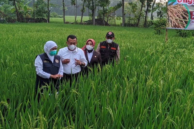 Terkait Varian Covid-19 B117, Pemprov Jatim Koordinasi dengan Pusat