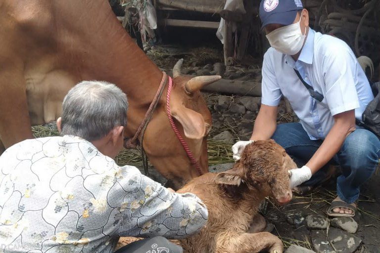 Geger Anakan Sapi di Probolinggo Terlahir Berkepala Dua