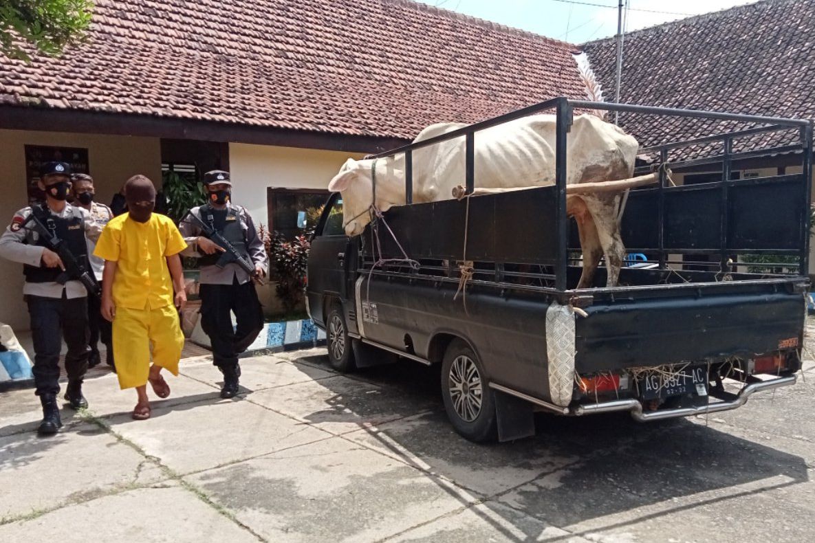 Alasan Peninggalan Kakek, Pria Ini Nekat Curi dan Jual Sapi yang Dirawat Bibinya