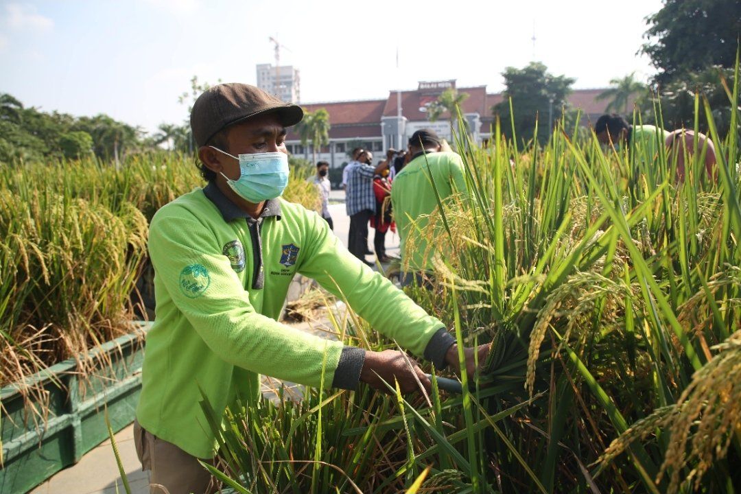 Budidaya Padi di Balai Kota Surabaya Jadi Contoh <em>Urban</em> <em>Farming</em>