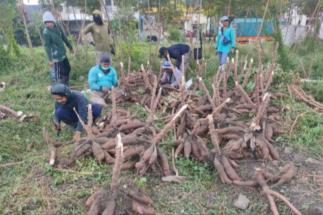Manfaatkan Lahan Kosong, DKPP Surabaya Panen 1,4 Ton Ketela Pohon