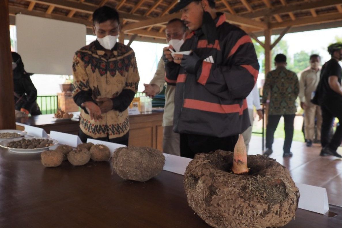 Pemkot Madiun Rintis Kuliner Berbahan Umbi Porang